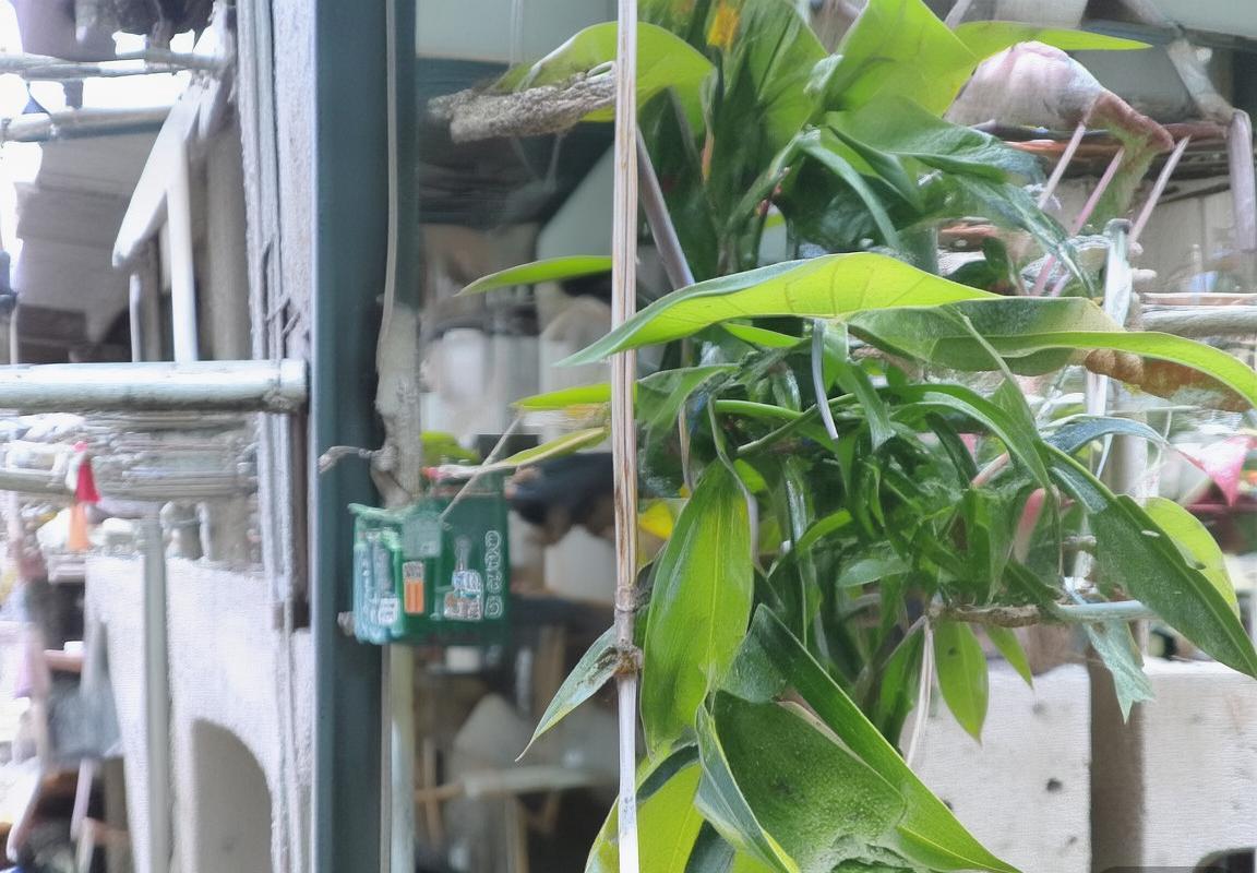 布冯与多纳鲁马：历史成就与未来展望的门将对决(图2)